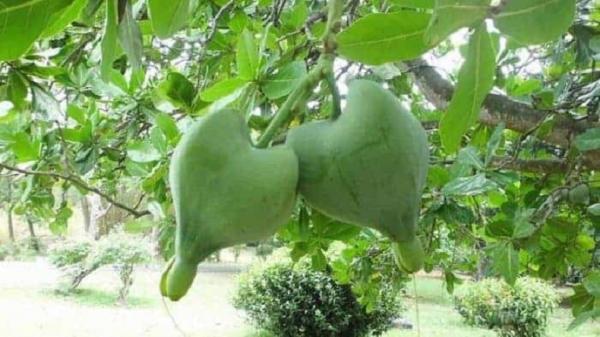 buah khas Papua rabon bi (foto: keluyuran).