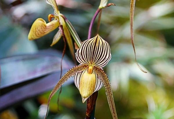 Anggrek Emas Kinabalu