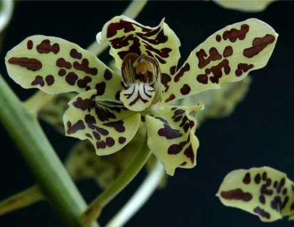 Anggrek Grammatophyllum Scriptum Anggrek Grammatophyllum Scriptum