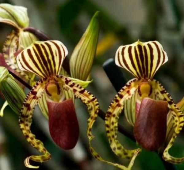 Anggrek Paphiopedilum Purpuratum Anggrek Paphiopedilum Purpuratum