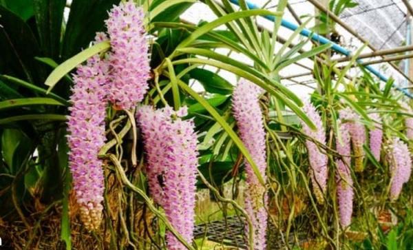 Anggrek Ekor Tupai Anggrek Ekor Tupai