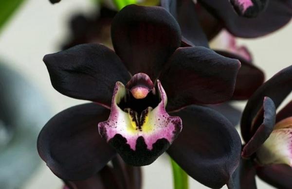 Anggrek Hitam Papua