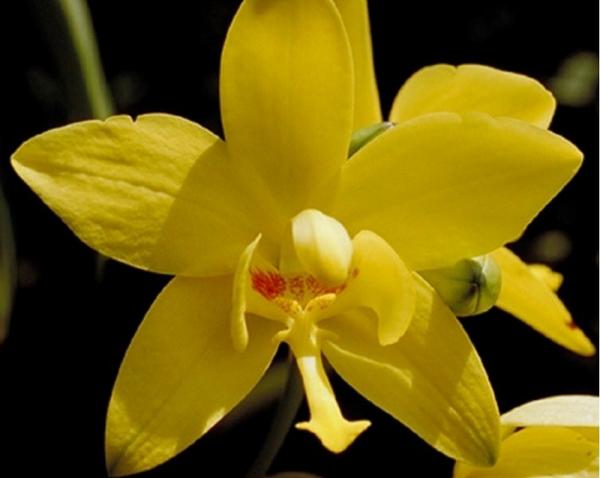 Anggrek Sendok Anggrek Sendok