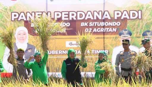 Panen perdana padi bibit unggul bersama Gubernur Jawa Timur Khofifah Indar Parawansa. (Foto: dok Pemkab Situbondo)