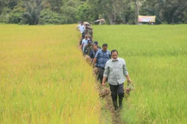 Wali Kota Padangsidimpuan periode sebelumnya, yaitu Irsan Efendi Nasution, saat turun langsung melakukan panen perdana penangkar bibit bawang merah di Desa Aek Najaji Kecamatan Psp Batunadua. (Foto: dok Pemkot PadangSidimpuan)