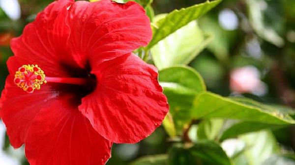 Persilangan Monohibrid dan Contohnya dalam Hukum Mendel, Yuk Disimak!