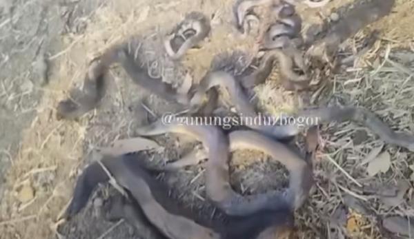 5 Arti Mimpi Dililit Ular Besar, Salah Satunya Pertanda Karma