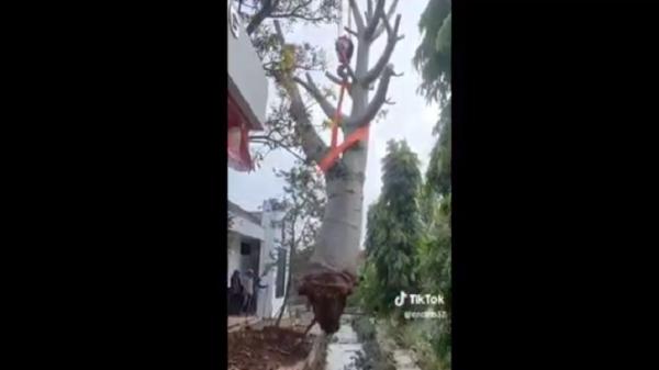 Viral KPU Subang Diduga Jual Pohon Baobab Berumur 10 Tahun lalu Diganti Tanaman Durian