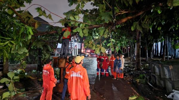 Hujan Lebat, Sudin Gulkarmat Jakarta Timur Evakuasi Pohon Jati Setinggi 15 Meter