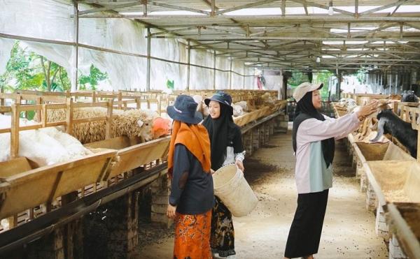 Santi mengurus ternak kambing. (fathul ulum).