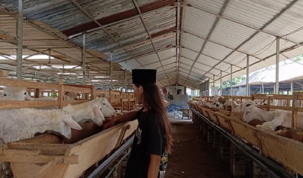 M Iqbal mengontrol kambing di peternakan. (fathul umum).