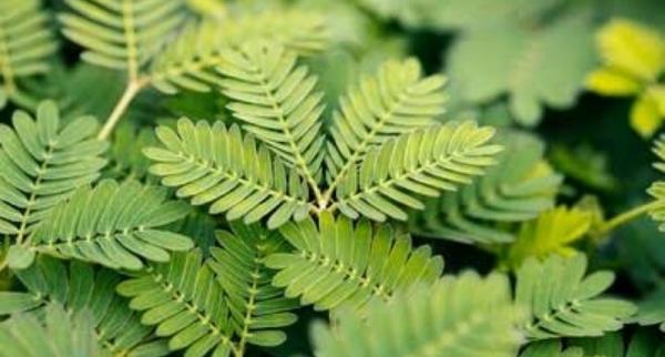 Cara Mengolah Daun Putri Malu untuk Pria, Ternyata Bisa Dibuat Teh