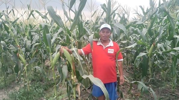 Ilustrasi petani jagung manis. (foto: istimewa)