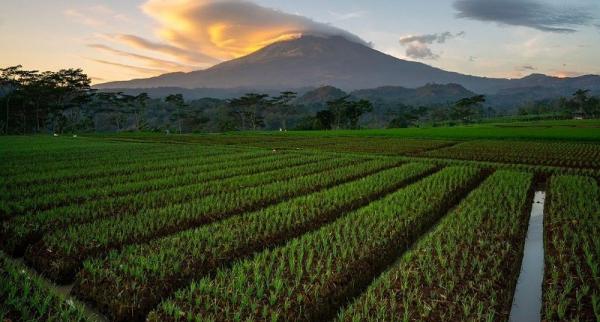 Terungkap, Fakta Menarik Sragen Disebut Bumi Sukowati sejak Zaman Kerajaan Mataram