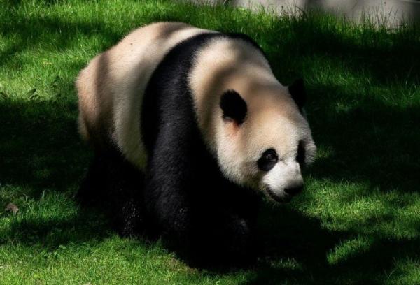 Panda Reu Panda mulai dikirim ke AS pada 1972 (Foto: Reuters)