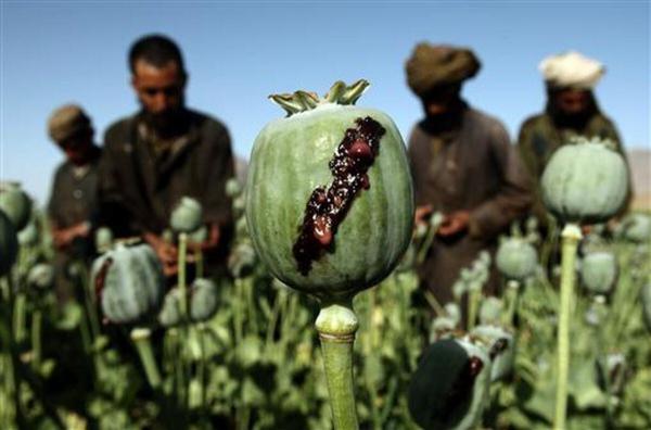 Kematian akibat Overdosis Disebut Bisa Naik gara-gara Afghanistan Setop Produksi Opium, Kok Gitu?