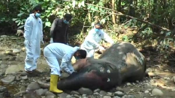 Aceh Barat Gempar, Anak Gajah Ditemukan Mati di Bantaran Sungai<