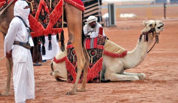 Arab Saudi Tetapkan 2024 sebagai Tahun Unta, Ini Alasannya