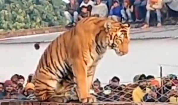 Heboh, Harimau Masuk Kampung Nangkring di Atas Pagar