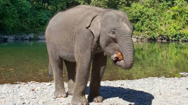 Melihat gajah secara langsung