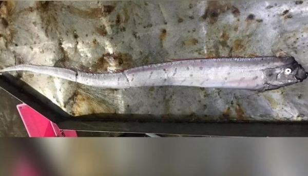 Ikan Kiamat Oarfish Muncul di Thailand, Warga Kaitkan dengan Gempa