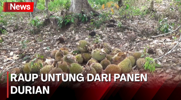 Warga di Bangka Selatan Raup Cuan Berlimpah Selamam Musim Panen Durian 