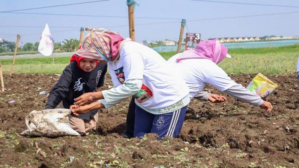 Siti Atikoh Supriant, istri Capres nomor urut 3 2 Siti Atikoh Supriant, istri Capres nomor urut 3, Ganjar Pranowo ikut menanam bawang bersama para petani perempuan di Desa Kalisalam, Kecamatan Dringu, Probolinggo, Jumat (26/1/2024). (Foto: Istimewa)