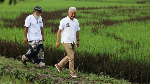 Seniman Semarang Buat Lukisan Ganjar-Mahfud 2 Seniman Semarang Buat Lukisan Ganjar-Mahfud dengan Media Tanaman Padi di Sawah (Foto: Istimewa)