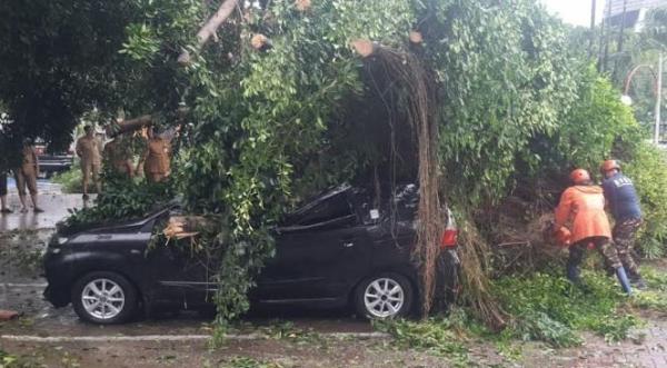 Hujan Es Disertai Angin Kencang Terjang Sidoarjo Banyak Pohon Tumbang