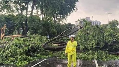 Pohon tumbang menutup jalan usai diterjang hujan deras dan angin kencang di Sidoarjo, Senin (26/2/2024). (Foto: MPI)