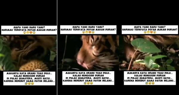 Viral, Muncul Video Harimau Lagi Asyik Makan Durian, Netizen: Awas Hipertensi!