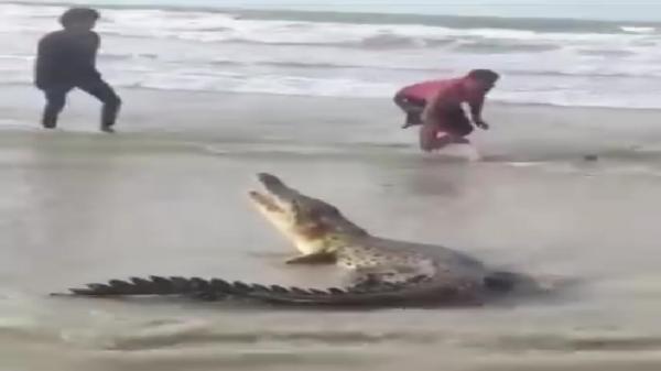 15 Arti Mimpi Dikejar Buaya, Pertanda Bahaya?