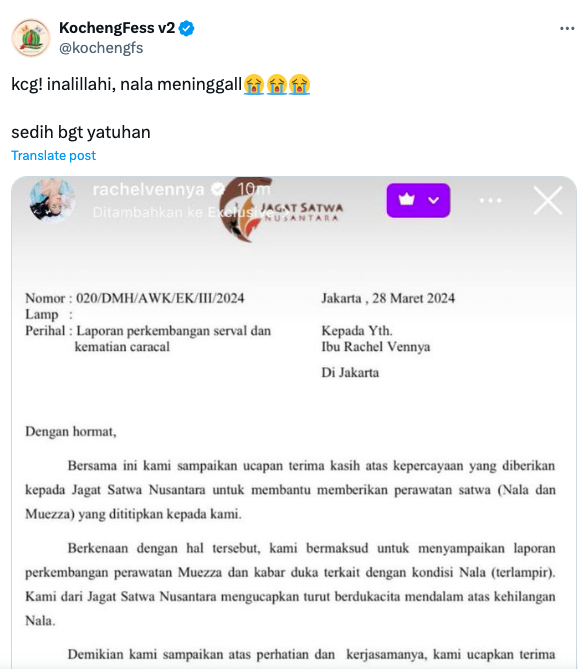 Screen Shot 2024 03 28 At 17 31 56 Kucing hutan peliharaan Okin mati.