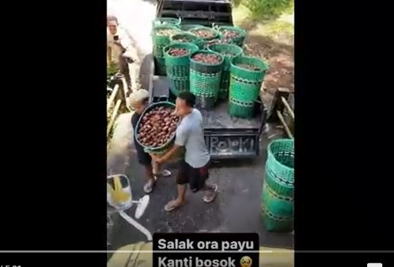 petani membuang salak ke sungai imbas harga jual anjlok. (Foto: iNews)