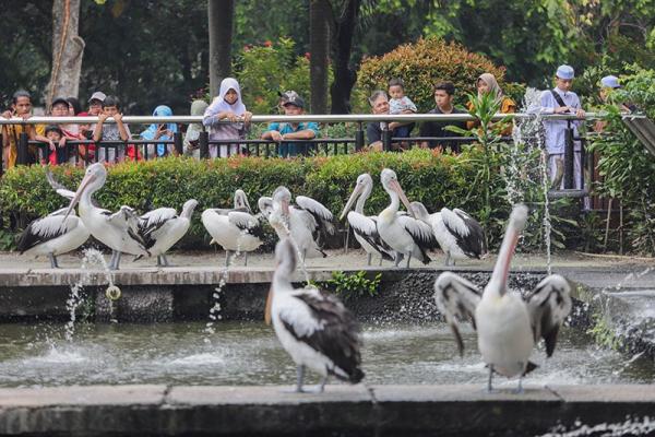 Ragunan Tutup Rabu 19 Juni usai Beroperasi selama Libur Idul Adha