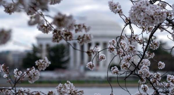 Wow! Jepang Hadiahkan 250 Pohon Sakura ke AS untuk Percantik Washington DC