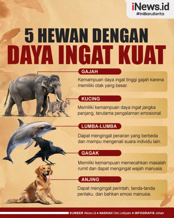 Infografis Daftar 5 Hewan yang Memiliki Daya Ingat Kuat