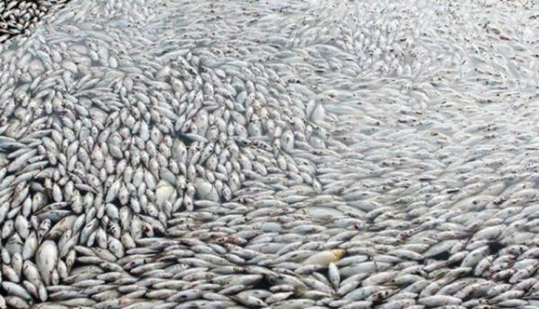 Duh, Ratusan Ribu Ikan di Waduk Vietnam Mati akibat Gelombang Panas