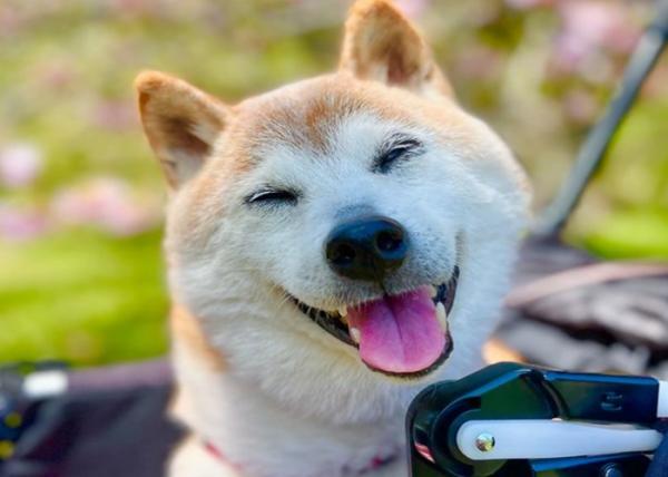 Anjing di balik ikon Dogecoin, Kabuso Anjing jenis Shiba Inu yang wajahnya digunakan sebagai ikon mata uang kripto Dogecoin, Kabosu. (Foto: @Instagram @kabosumama)