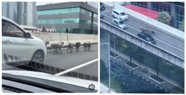 Viral Gerombolan Kambing Berkeliaran di Jalan Layang Kasablanka Kuningan  hingga Bikin Macet