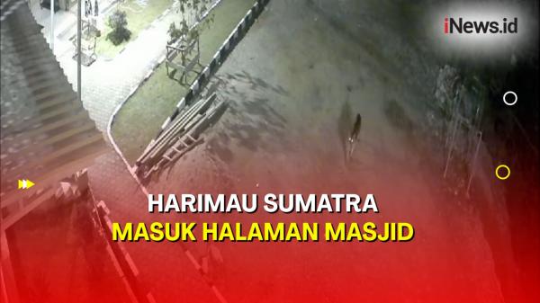 Momen Harimau Sumatra Masuk Halaman Masjid di Solok Terekam CCTV<