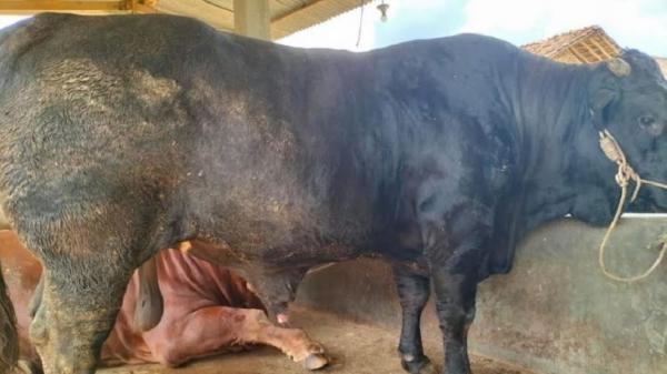 Sapi Brangus hewan kurban jokowi di lampung Sapi jenis Brangus hewan kurban yang dibeli Presiden Jokowi untuk warga Lampung. (Foto: Ist)