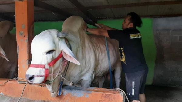 Penampakan sapi milik Zuli Nuryanto warga Depok, Pleret, Bantul yang dibeli Presiden Joko Widodo untuk berkurban di DIY. (Foto: MPI/Yohanes Demo)