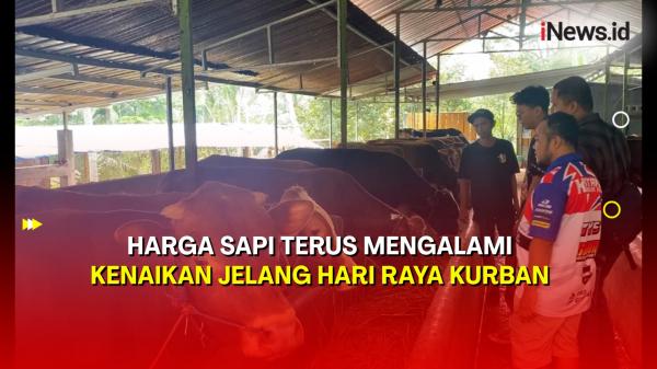 Harga Sapi di Banjarnegara Naik hingga Rp5 Juta Per Ekor Jelang Hari Raya Kurban 