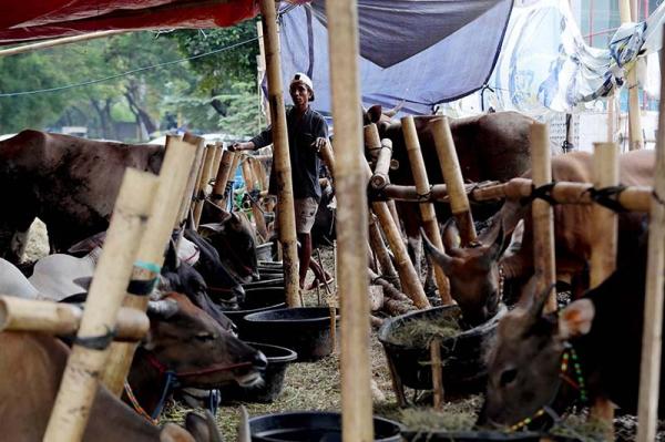 Prabowo Kucurkan Rp72,75 Miliar untuk Sapi Meugang, Disalurkan ke 19 Daerah Aceh