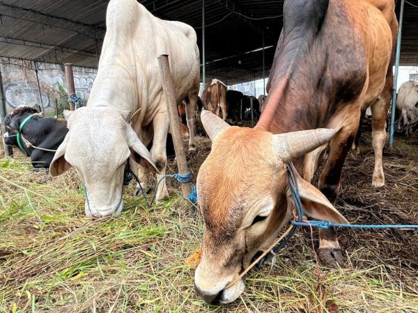 Ingat, Masjid Istiqlal Tak Bagikan Daging Hewan Kurban di Lokasi