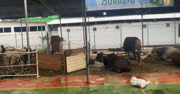 Masjid Al Azhar menerima 45 hewan kurban (Foto: Ari Sandita)