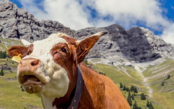 6 Sapi Termahal di Indonesia 2024, Harganya Ada yang Tembus Ratusan Juta!