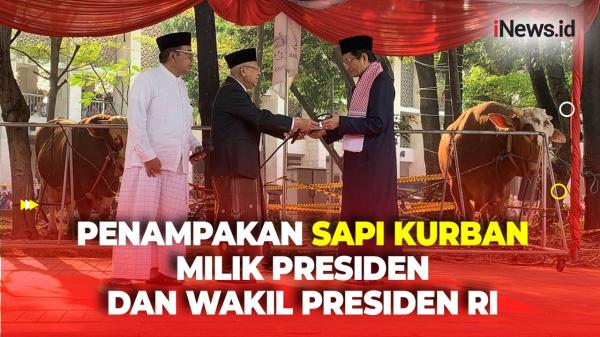 Wapres Ma Ruf Amin Serahkan Sapi Kurban Milik Jokowi Ke Masjid Istiqlal