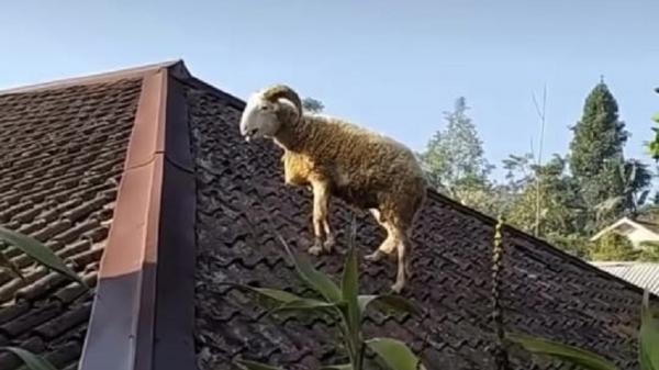 5 Kelakuan Random Hewan Kurban saat Idul Adha 1445 H, Bikin Geleng-geleng Kepala